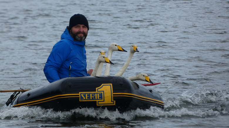Whooper Swan ringing in Iceland – new collaboration